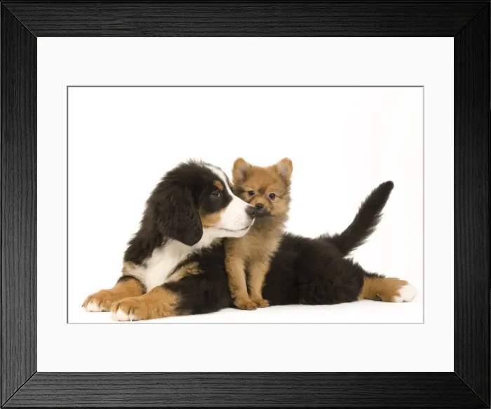 Framed Print : Picture No. 10922380 Framed Print : Picture No. 10922380