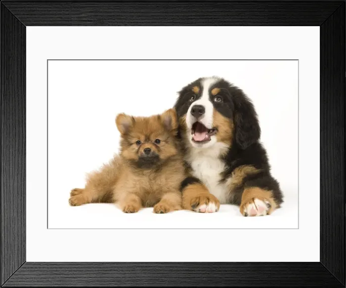 Framed Print : Picture No. 10922385 Framed Print : Picture No. 10922385