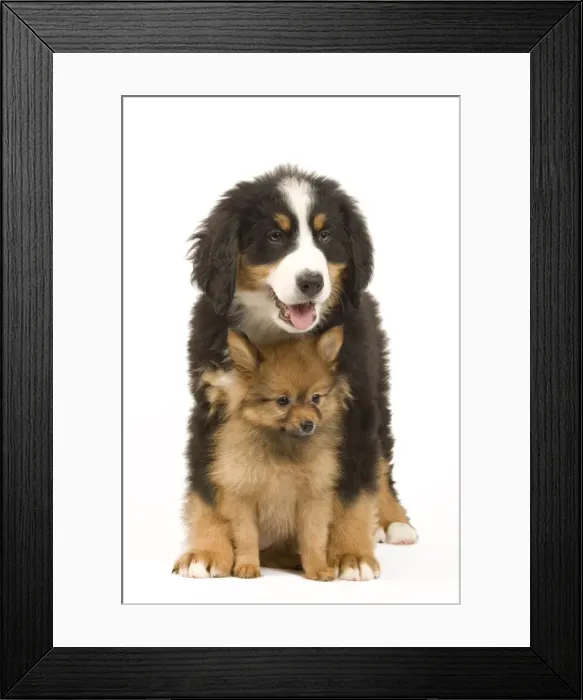 Framed Print : Picture No. 10922387 Framed Print : Picture No. 10922387