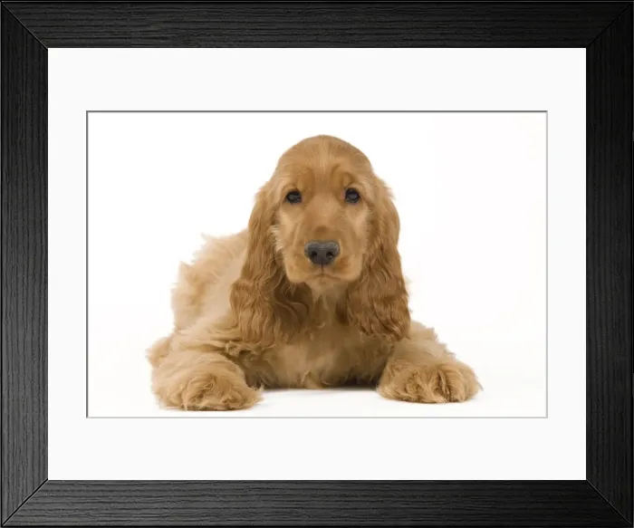 Framed Print : Picture No. 10922392 Framed Print : Picture No. 10922392