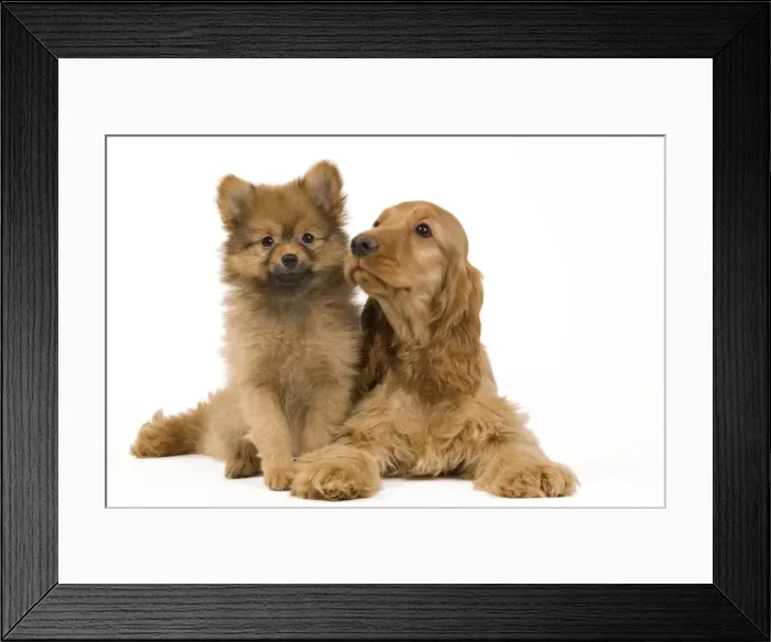 Framed Print : Picture No. 10922393 Framed Print : Picture No. 10922393