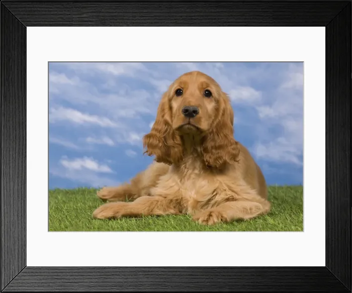 Framed Print : Picture No. 10922397 Framed Print : Picture No. 10922397