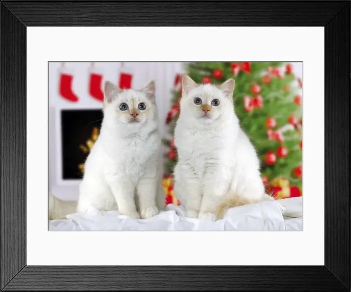 Framed Print : Picture No. 10922435 Framed Print : Picture No. 10922435