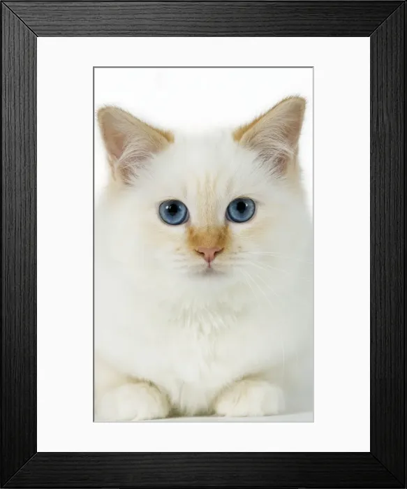 Framed Print : Picture No. 10922436 Framed Print : Picture No. 10922436