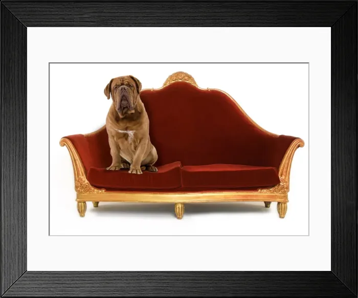 Framed Print : Picture No. 10922447 Framed Print : Picture No. 10922447