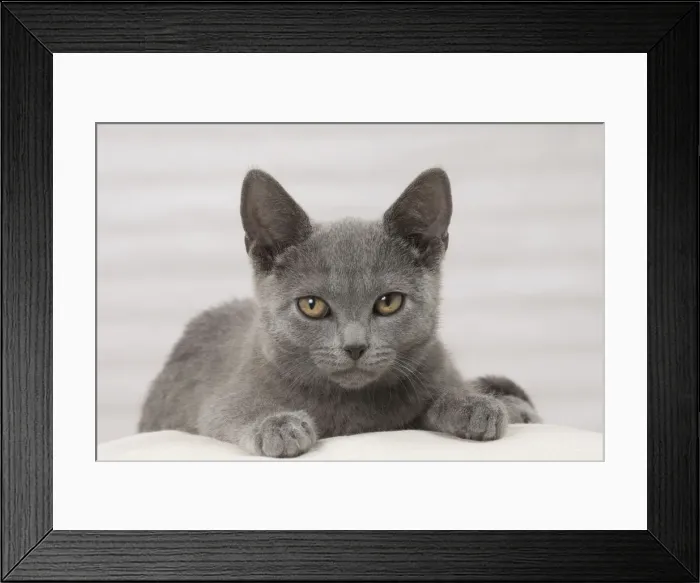 Framed Print : Picture No. 10922473 Framed Print : Picture No. 10922473