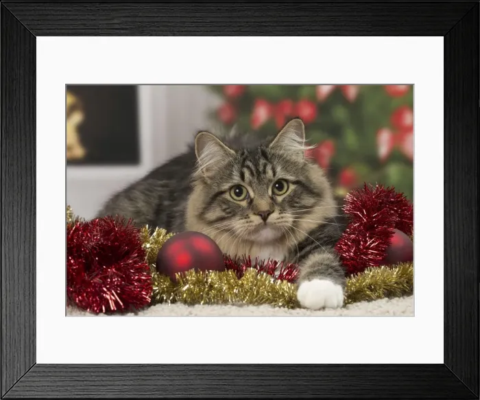 Framed Print : Picture No. 10922495 Framed Print : Picture No. 10922495