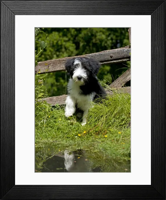 Framed Print : Picture No. 10922552 Framed Print : Picture No. 10922552