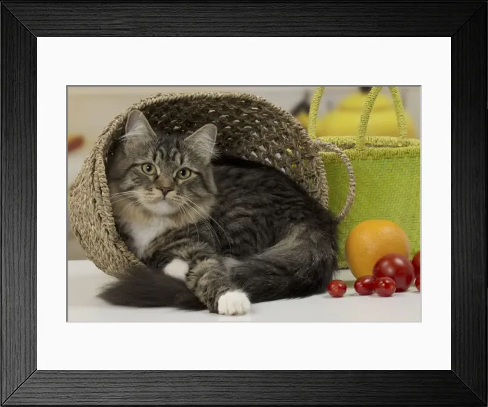 Framed Print : Picture No. 10922499 Framed Print : Picture No. 10922499