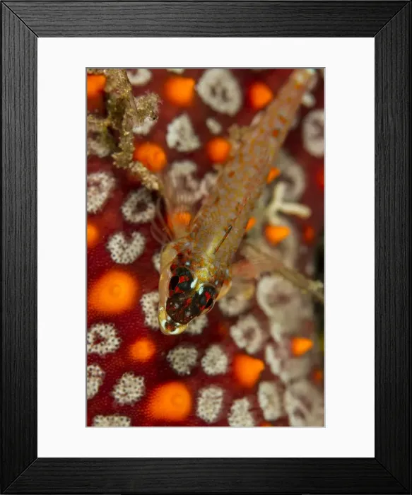 Framed Print : Picture No. 10900416 Framed Print : Picture No. 10900416