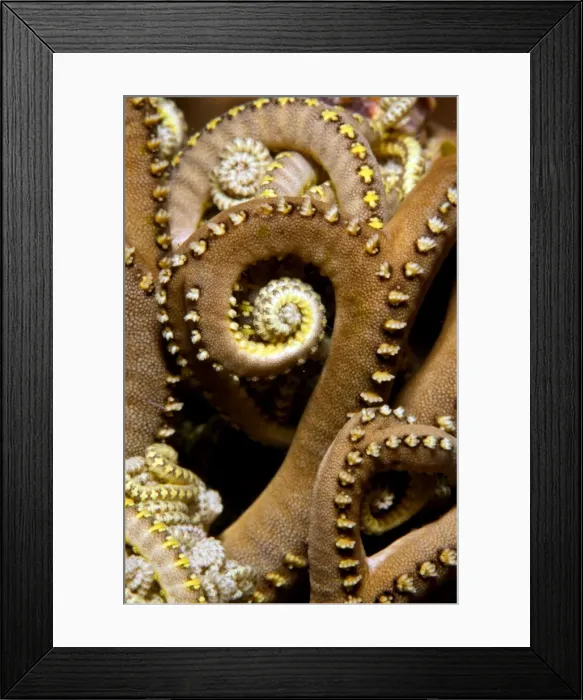 Framed Print : Picture No. 10900425 Framed Print : Picture No. 10900425