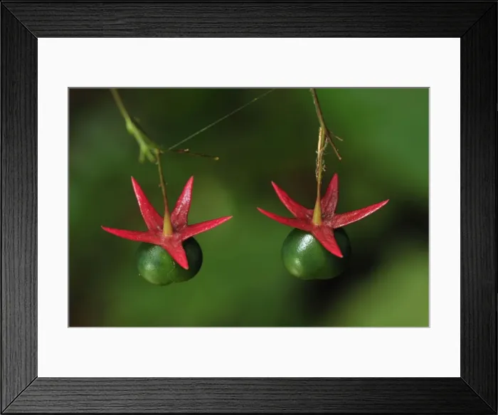 Framed Print : Picture No. 10909349 Framed Print : Picture No. 10909349