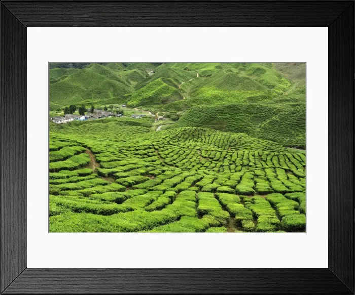 Framed Print : Picture No. 10909370 Framed Print : Picture No. 10909370