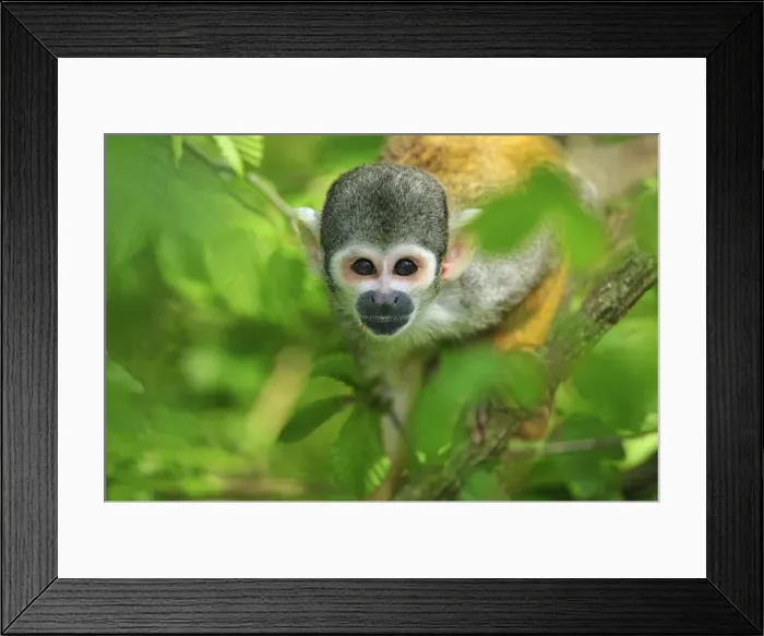 Framed Print : Picture No. 10909418 Framed Print : Picture No. 10909418