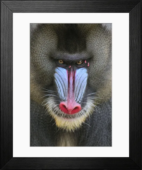 Framed Print : Picture No. 10909449 Framed Print : Picture No. 10909449