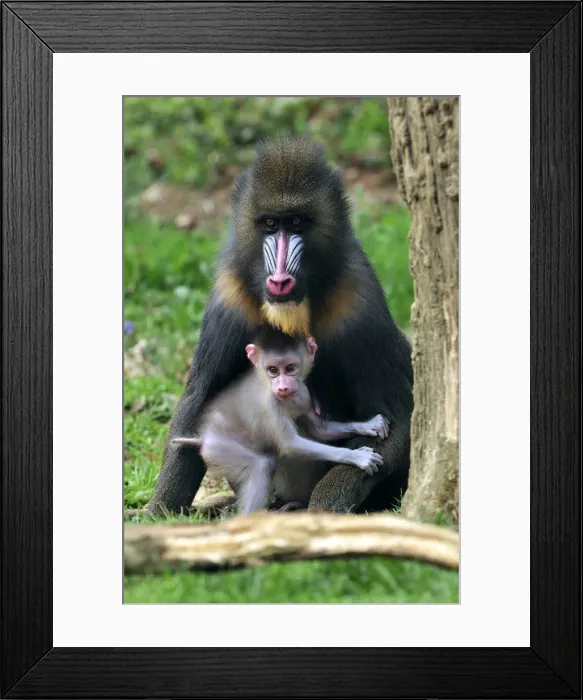 Framed Print : Picture No. 10909451 Framed Print : Picture No. 10909451