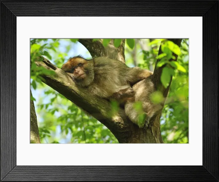 Framed Print : Picture No. 10909460 Framed Print : Picture No. 10909460