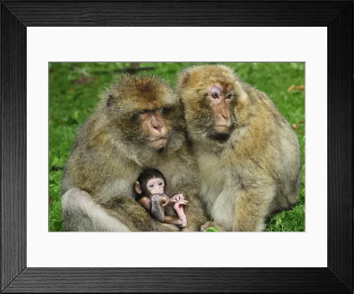 Framed Print : Picture No. 10909461 Framed Print : Picture No. 10909461