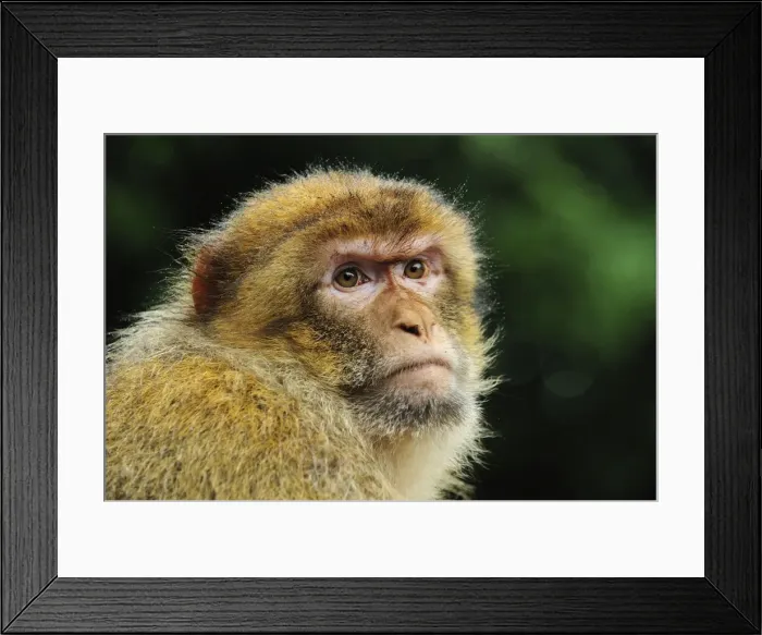 Framed Print : Picture No. 10909467 Framed Print : Picture No. 10909467