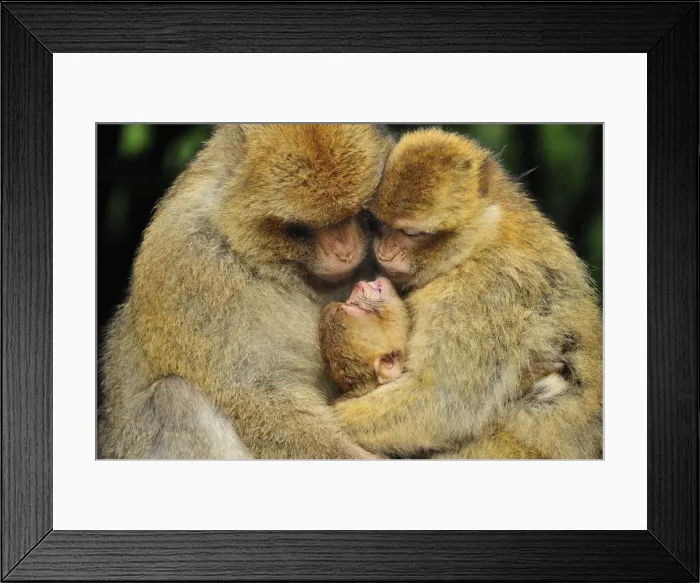 Framed Print : Picture No. 10909471 Framed Print : Picture No. 10909471