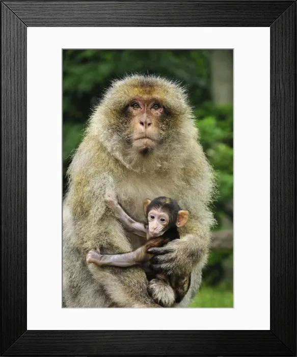 Framed Print : Picture No. 10909487 Framed Print : Picture No. 10909487