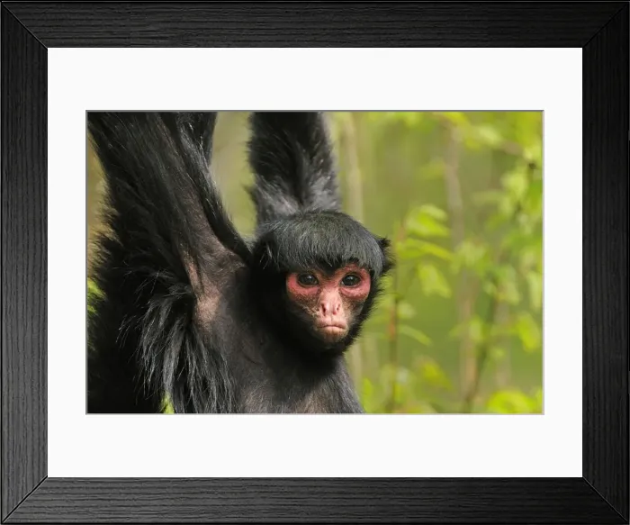 Framed Print : Picture No. 10909494 Framed Print : Picture No. 10909494