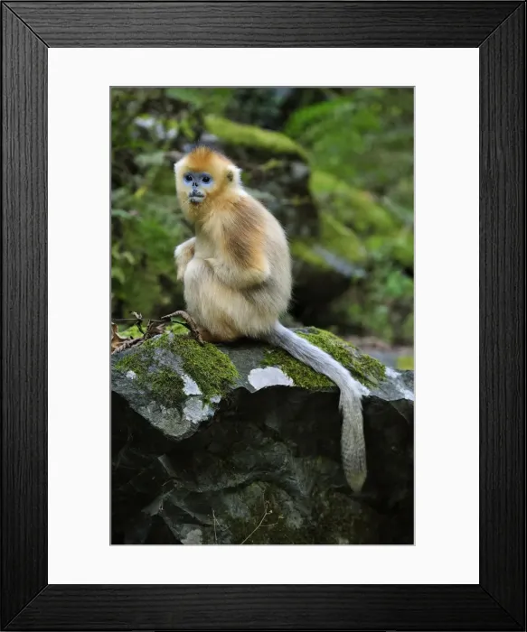 Framed Print : Picture No. 10909508 Framed Print : Picture No. 10909508