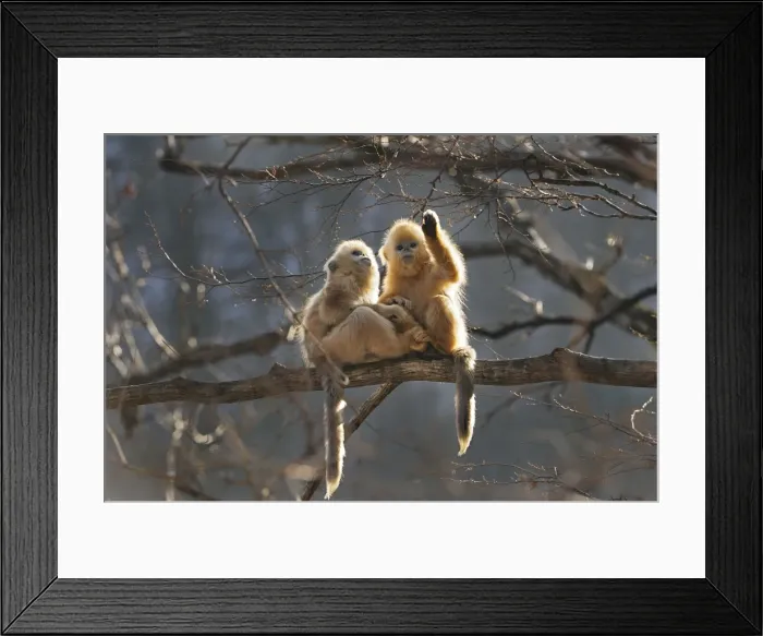 Framed Print : Picture No. 10909584 Framed Print : Picture No. 10909584