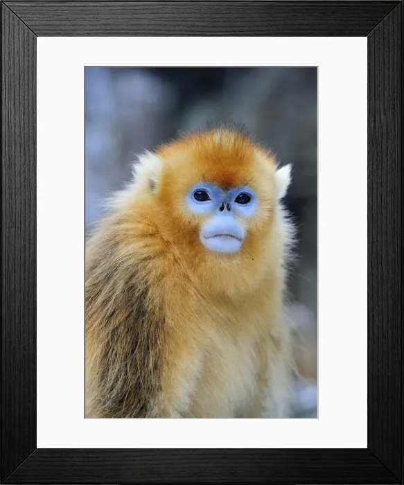 Framed Print : Picture No. 10909594 Framed Print : Picture No. 10909594