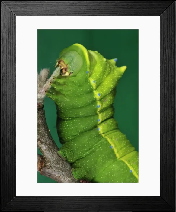 Framed Print : Picture No. 10909622 Framed Print : Picture No. 10909622