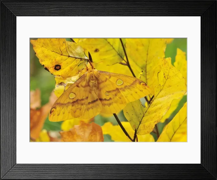 Framed Print : Picture No. 10909628 Framed Print : Picture No. 10909628
