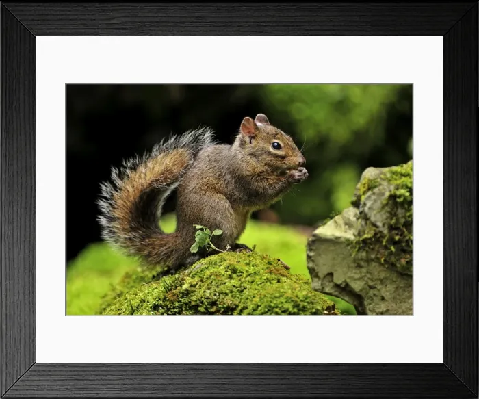 Framed Print : Picture No. 10909629 Framed Print : Picture No. 10909629