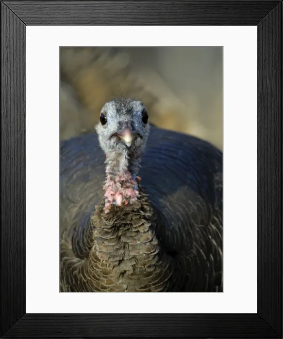 Framed Print : Picture No. 10901716 Framed Print : Picture No. 10901716