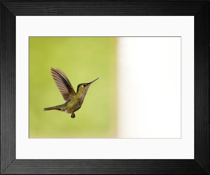 Framed Print : Picture No. 10901447 Framed Print : Picture No. 10901447