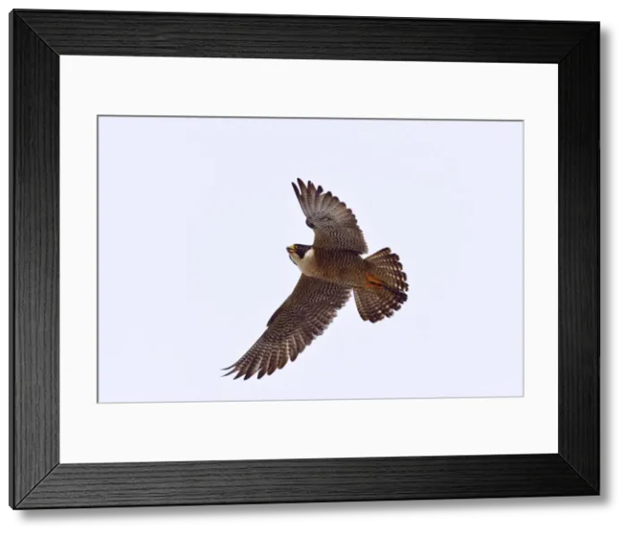 Framed Print : Picture No. 10901448 Framed Print : Picture No. 10901448