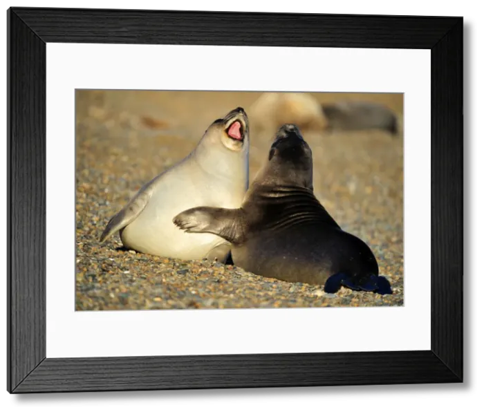 Framed Print : Picture No. 10901522 Framed Print : Picture No. 10901522