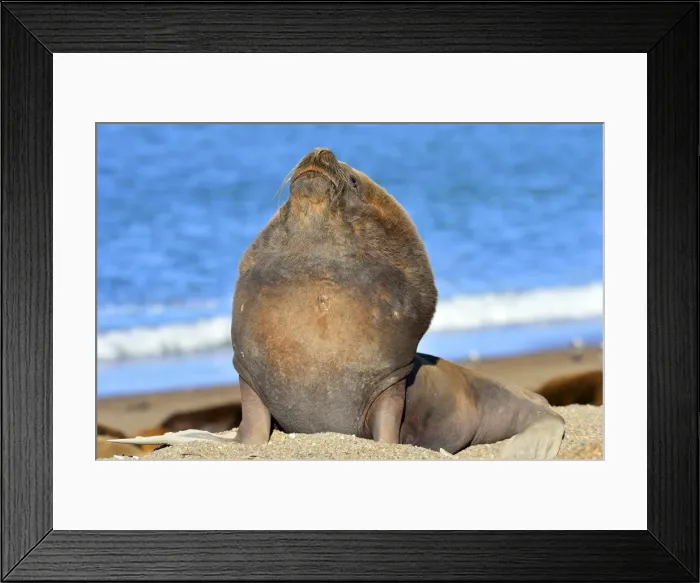 Framed Print : Picture No. 10901539 Framed Print : Picture No. 10901539