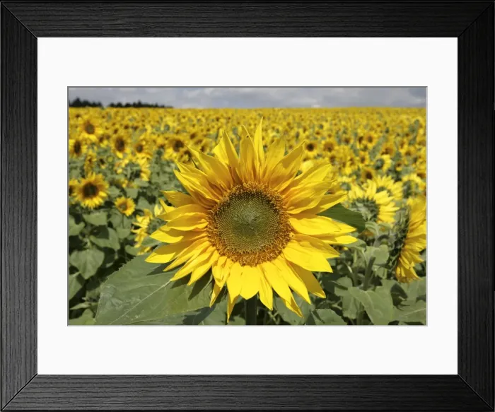 Framed Print : Picture No. 10900567 Framed Print : Picture No. 10900567