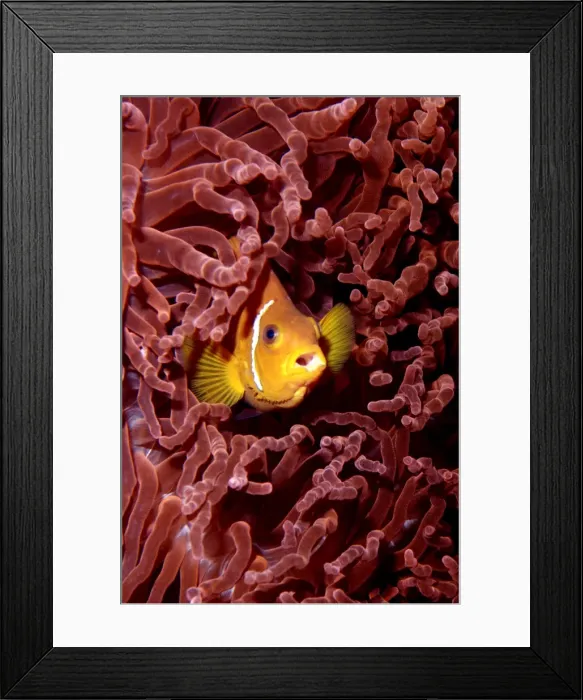Framed Print : Picture No. 10922135 Framed Print : Picture No. 10922135