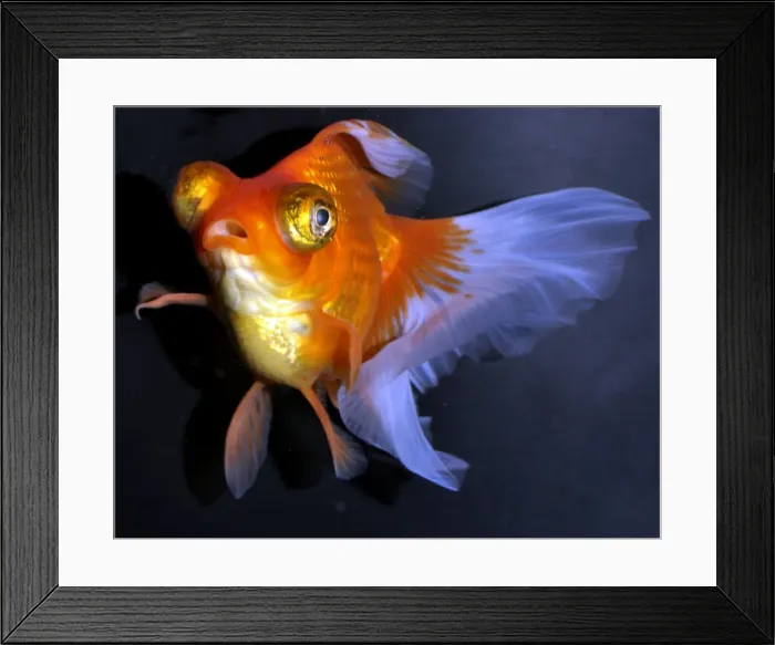 Framed Print : Picture No. 10922145 Framed Print : Picture No. 10922145