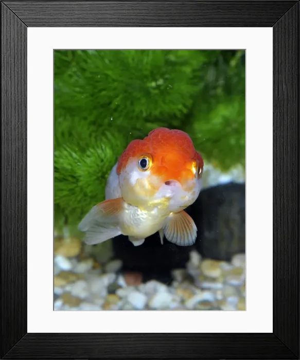Framed Print : Picture No. 10922146 Framed Print : Picture No. 10922146