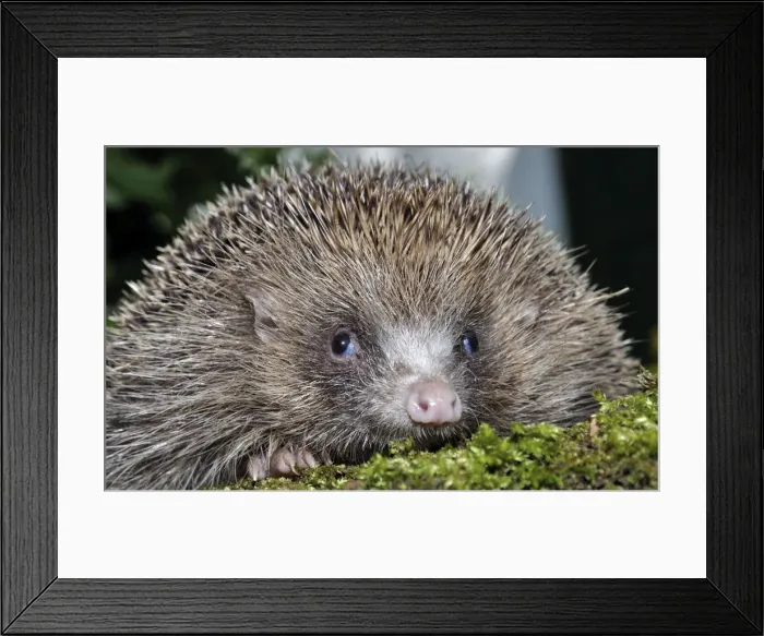 Framed Print : Picture No. 10922155 Framed Print : Picture No. 10922155