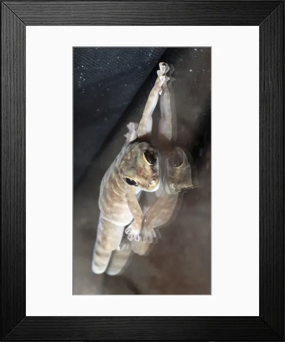 Framed Print : Picture No. 10922161 Framed Print : Picture No. 10922161