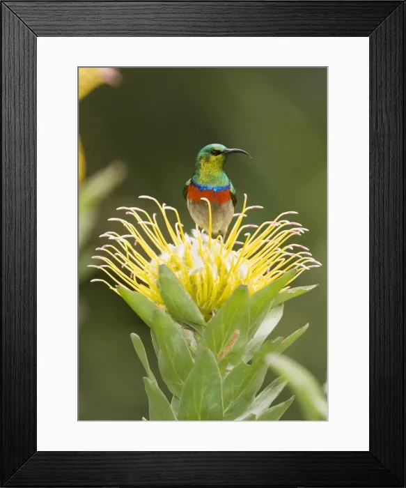 Framed Print : Picture No. 10922194 Framed Print : Picture No. 10922194