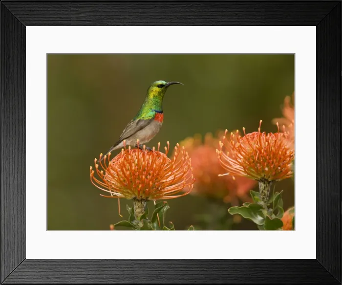 Framed Print : Picture No. 10922195 Framed Print : Picture No. 10922195