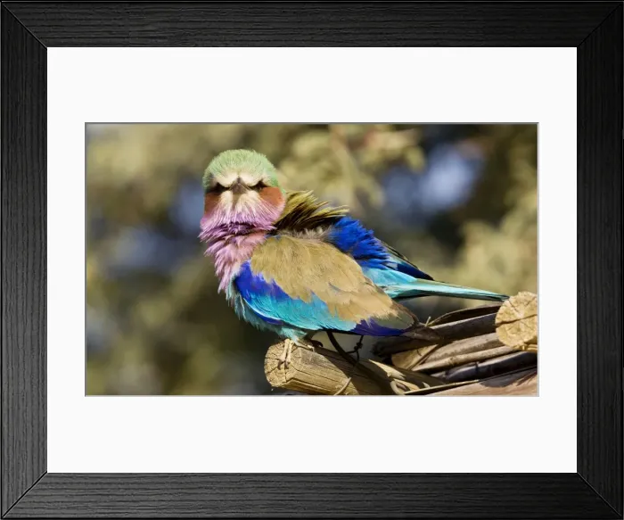 Framed Print : Picture No. 10922212 Framed Print : Picture No. 10922212