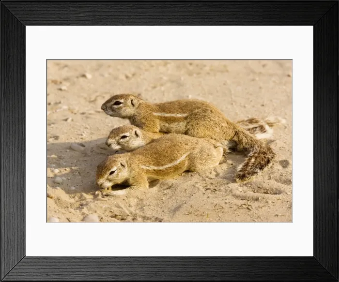 Framed Print : Picture No. 10922221 Framed Print : Picture No. 10922221