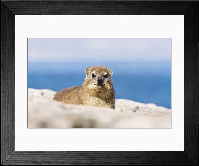 Framed Print : Picture No. 10922244 Framed Print : Picture No. 10922244
