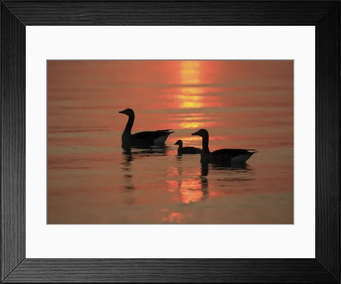 Framed Print : Picture No. 10900204 Framed Print : Picture No. 10900204