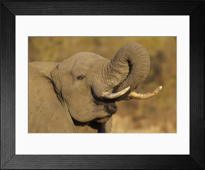 Framed Print : Picture No. 10900851 Framed Print : Picture No. 10900851